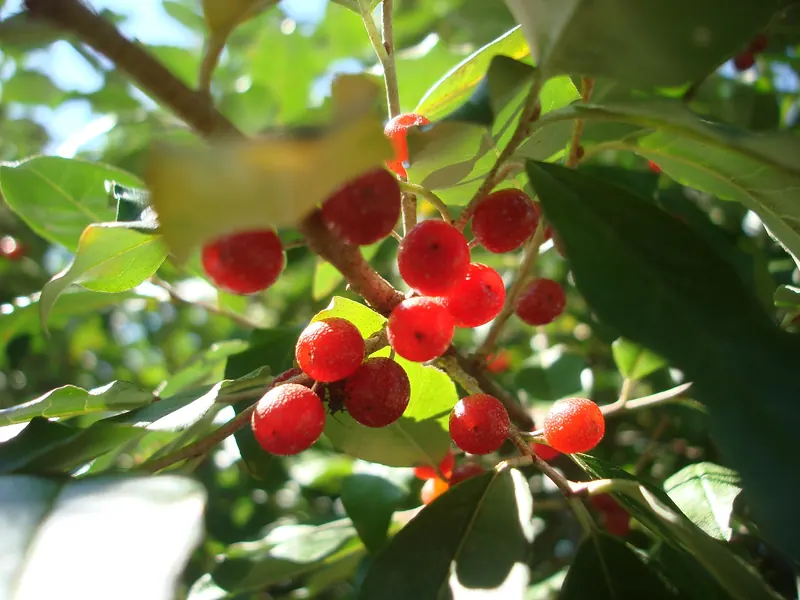 Ripe autumn olive fruit: red, speckled with tiny scales, clustered along the twig.