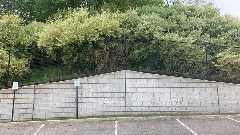 A bank grown over with autumn olive. The pale, silvery cast of the foliage shows from a distance.