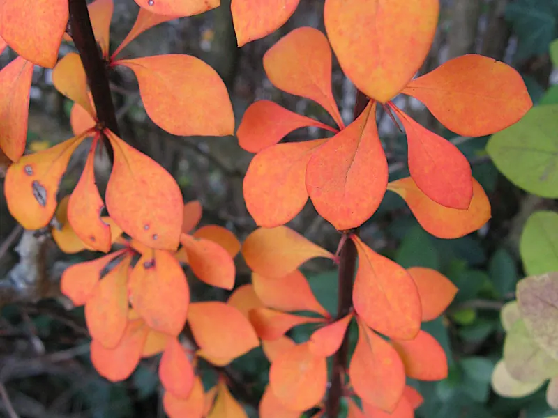Barberry leaves in fall color. The small, spoon-shaped leaves grow in clusters along the stem.