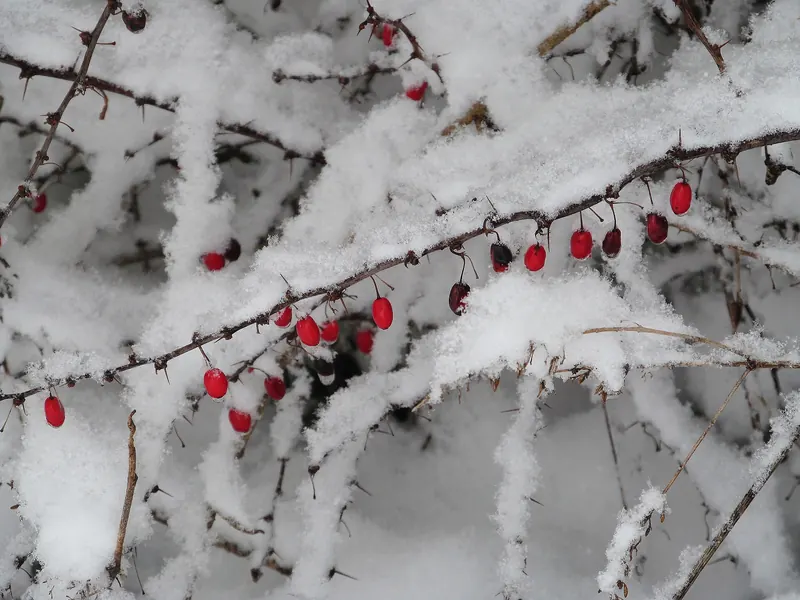 Japanese barberry in winter: bright red berries hang under the spiny stems long after the leaves are gone.