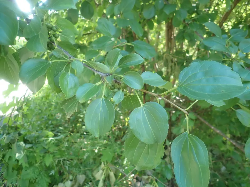 Common buckthorn leaves: a finely toothed edge and veins that curve toward the tip.