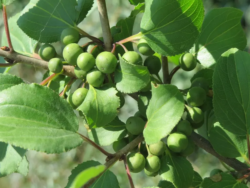 Unripe fruit on common buckthorn in summer. The berries turn purplish black by fall.