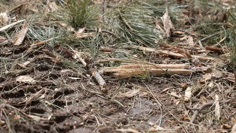 What forestry mulching leaves: a layer of chips over intact ground. Brush hogging leaves cut lengths and stubble instead.