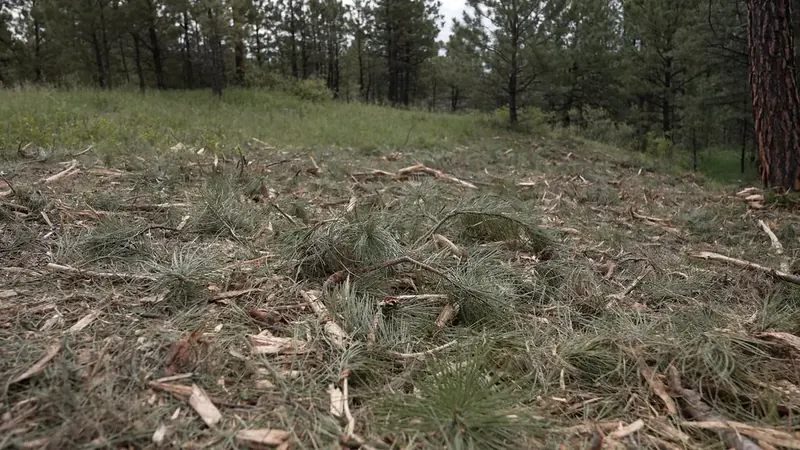 A fresh chip layer on a slope: fine shreds and pieces a few inches long over intact ground.
