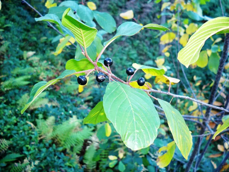 Glossy buckthorn: smooth-edged leaves with many close veins, and ripe fruit.