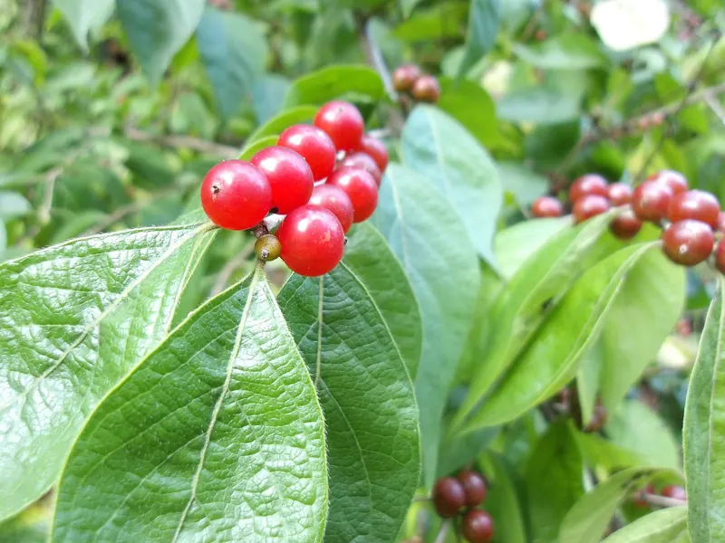 Amur honeysuckle: paired red berries tight against the twig, and leaves that taper to a long point.
