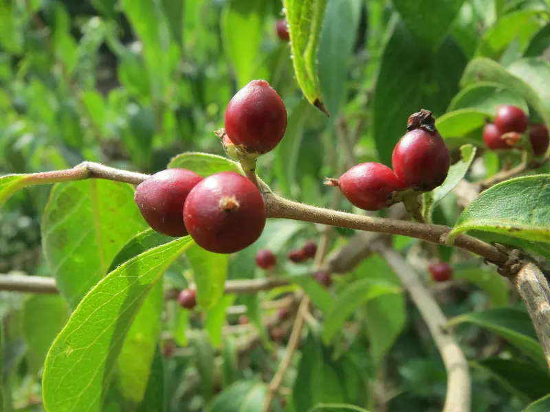 Tatarian honeysuckle fruit. The berries grow in pairs where the leaf meets the twig.