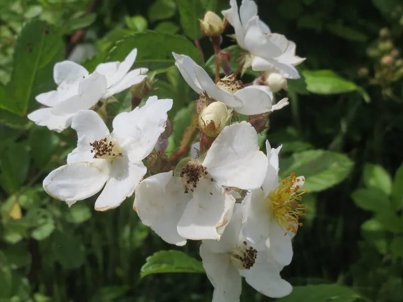 Multiflora rose in bloom: clusters of white, five-petaled flowers.