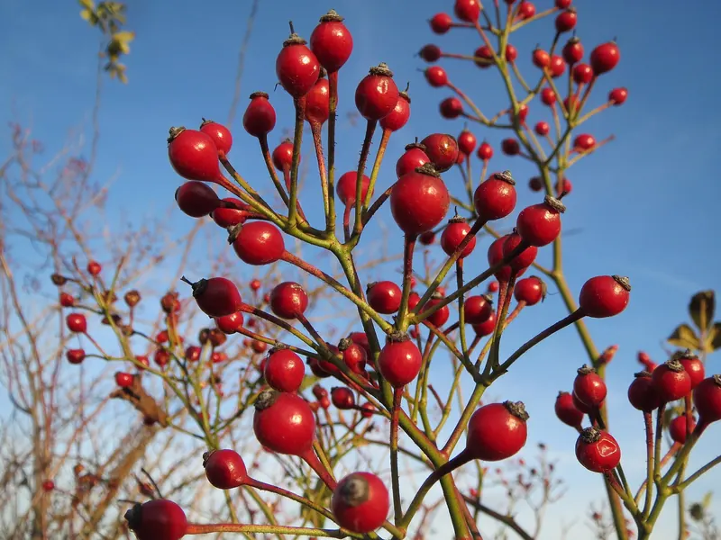 Multiflora rose hips in winter. Birds carry the seed, and it lasts ten to twenty years in the soil.