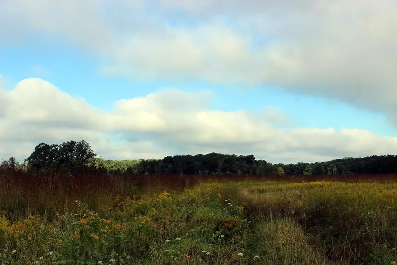 An old field in fall, gone to goldenrod with brush coming in at the edges: the stage where one cut still takes it back.