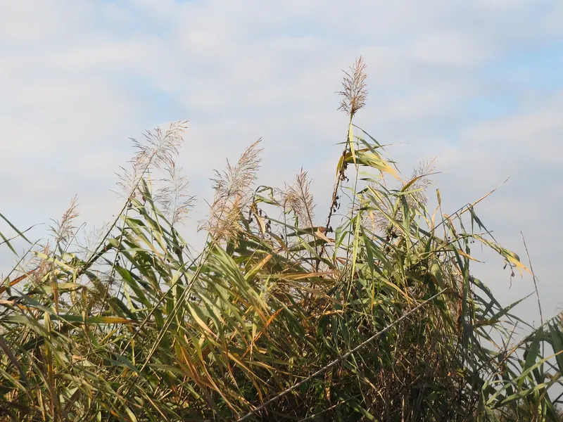Phragmites in fall: feathery seed heads on tall, rigid stems.