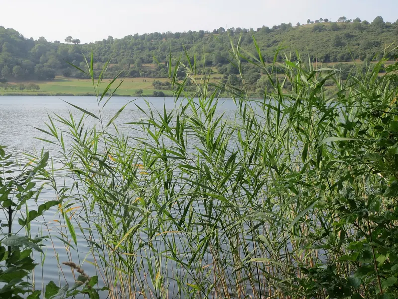 Phragmites at the edge of a lake in summer, with long flat leaves all the way up the stem.