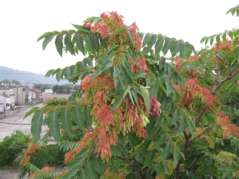 Tree of heaven in summer: long leaves of many leaflets, and winged seeds turning red.