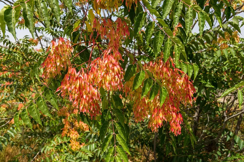 Seed clusters on a female tree of heaven. One tree can produce up to 350,000 seeds in a year.