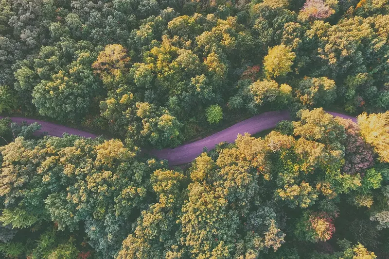 A lane through woods from above, in fall. The canopy and the edge growth close in from both sides.