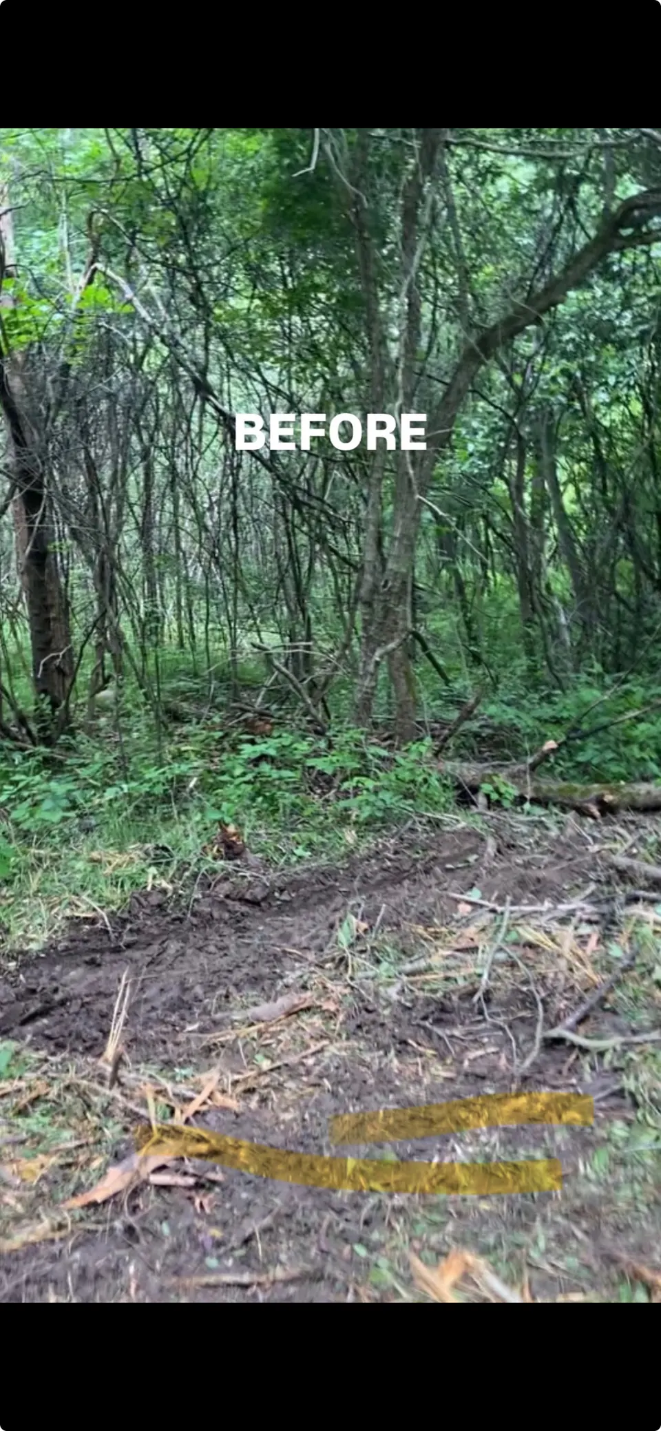 A honeysuckle thicket in winter: what the edge of a neglected lot turns into within a few years.