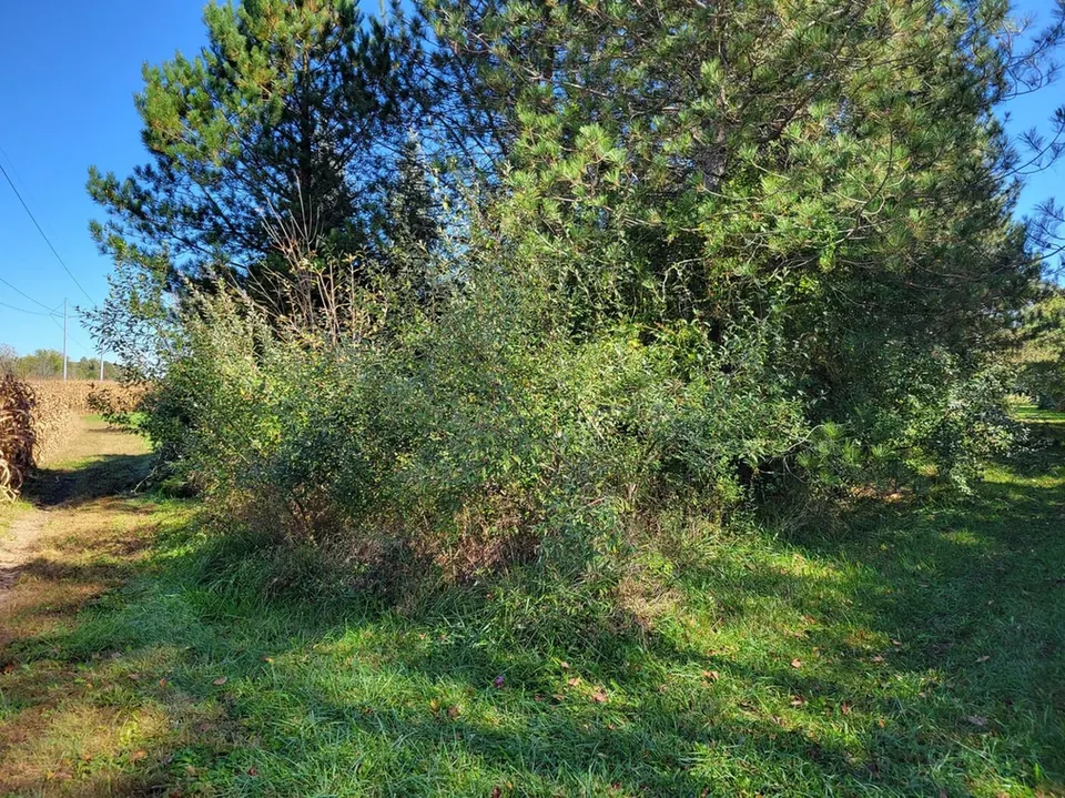 Forestry Mulching in Metro Detroit: What Homeowners Need to Know