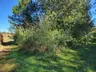 Invasive Growth Removal