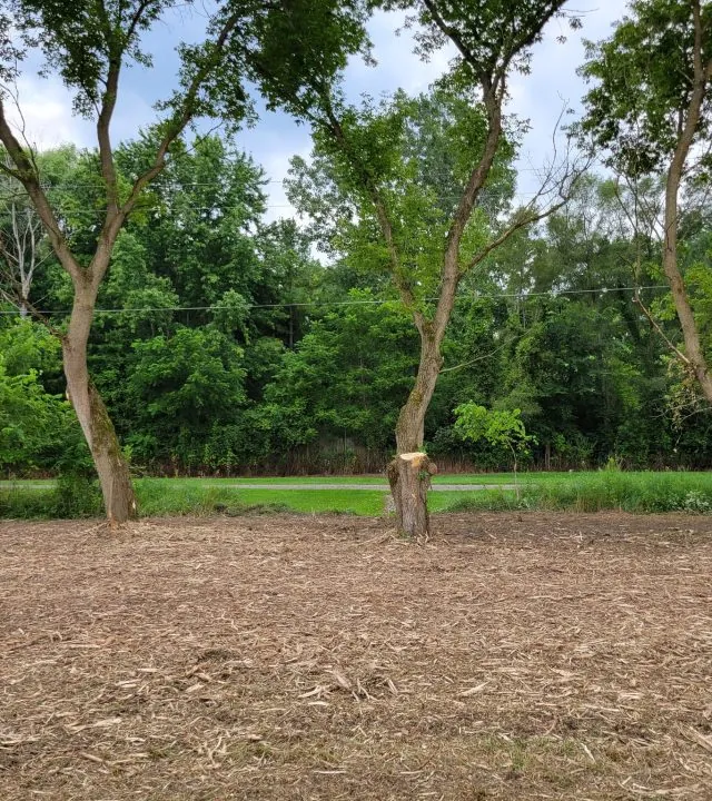 Which Trees Stay and Which Go: How We Read a Michigan Woodlot Before Mulching