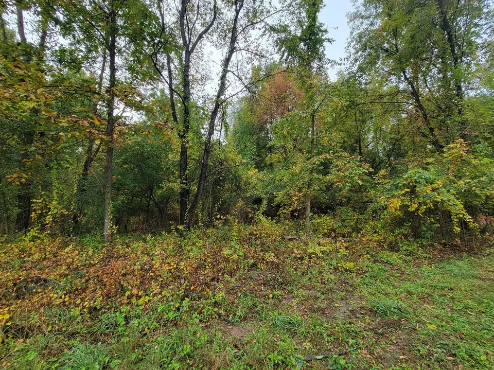 How to Get Rid of Buckthorn & Autumn Olive in Michigan (Complete Removal Guide)
