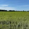 Brush Hogging
