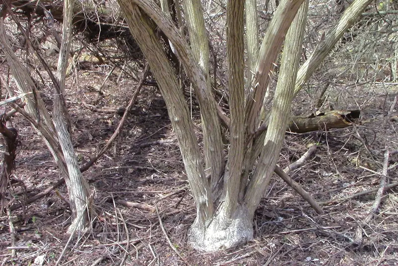 Honeysuckle along a bank. The same thicket forms on retention pond banks in a few years.