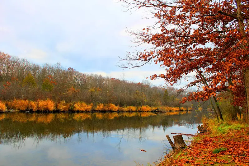 The Huron River near Brighton. River frontage grows honeysuckle and grapevine faster than anything.