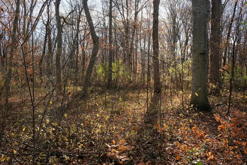Michigan hardwood forest in early November with the leaves down