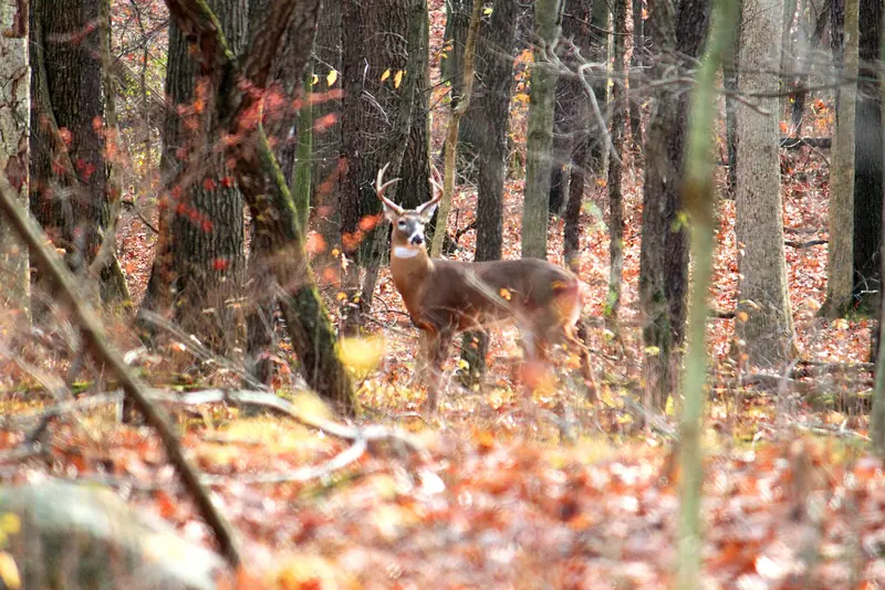 A buck in the oak woods at Kensington Metropark in Milford. Small openings between woodlots on hunting parcels are mowed in late summer, ahead of the season.