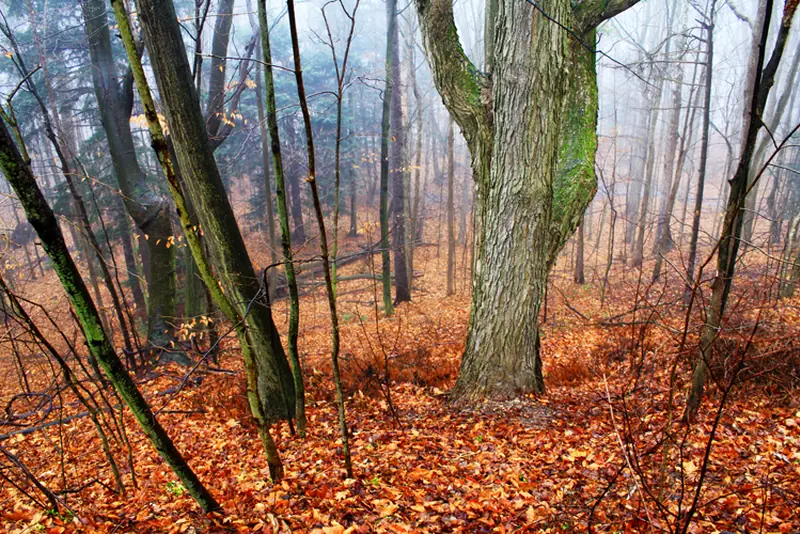 Beech and maple woods in the Black River valley.