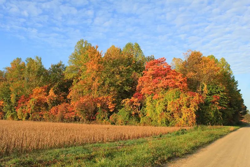 Autumn hardwood edge along a harvested field in Augusta Township, Washtenaw County