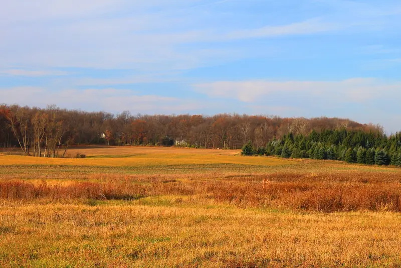 An old field in fall, Webster Township. Ground like this is one cut away from being usable again.