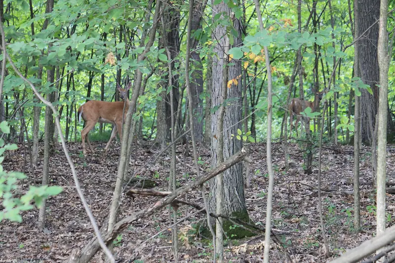 Mature woods in Lima Township, Washtenaw County, the same kind of cover that hunting parcels across Southeast Michigan are built around.