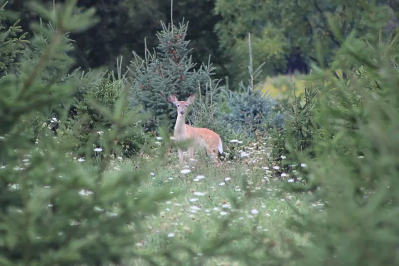 Deer in a Saline woodlot: the kind of woods we clear under, leaving the mature trees.