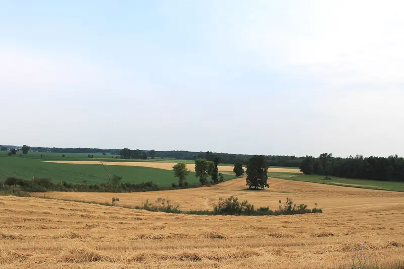 Rolling farmland in Saline Township. Field edges and hedgerows are the steady work here.