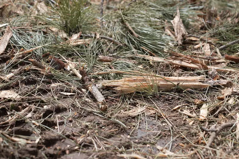 A layer of wood chips left on the ground after clearing.
